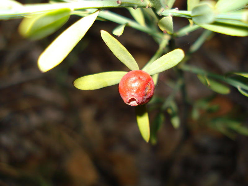 Osyris alba L.